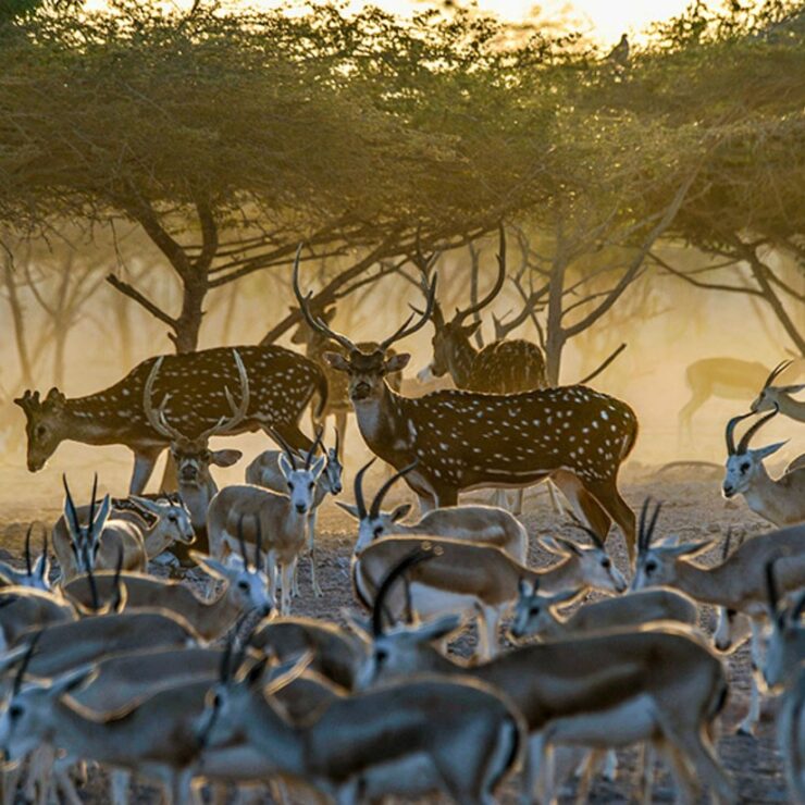 7 Interesting Facts About the Cultural Heritage of The Sundarbans 