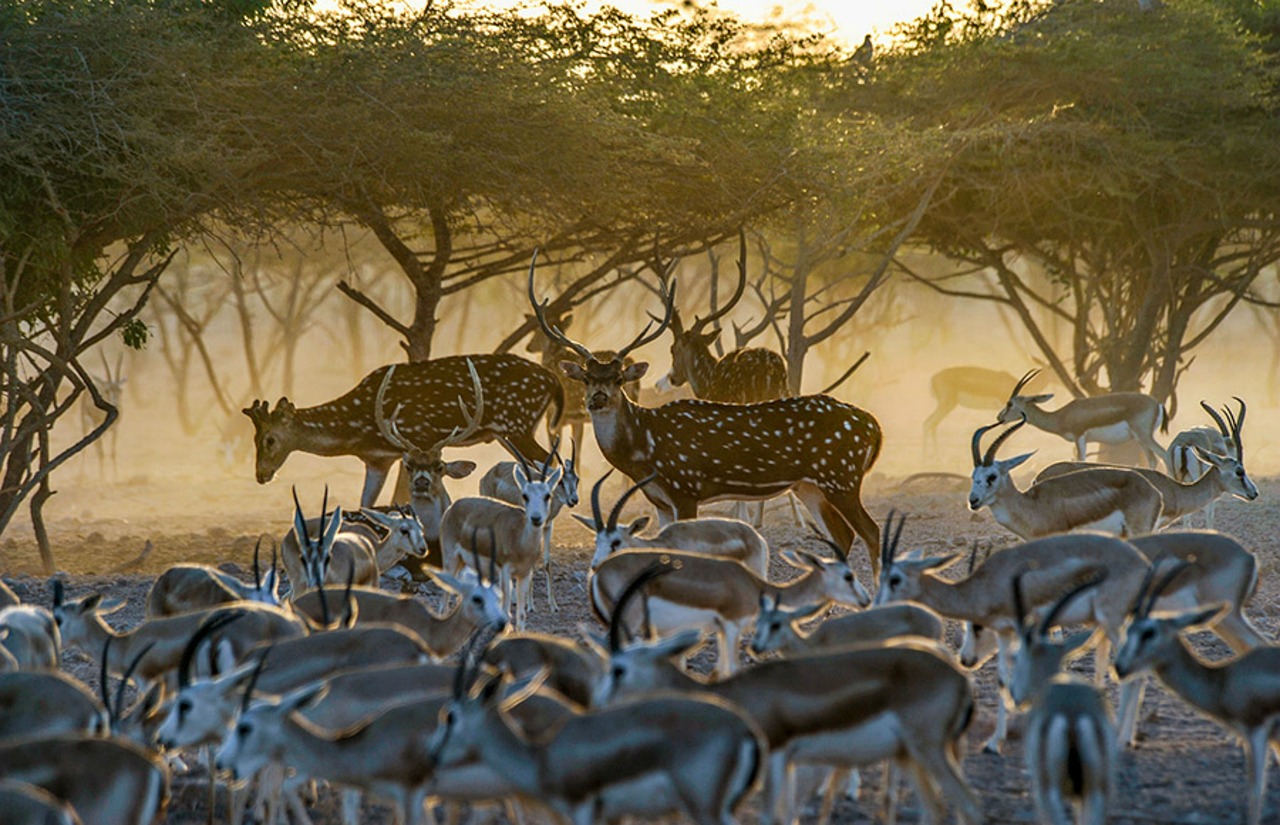 7 Interesting Facts About the Cultural Heritage of The Sundarbans 