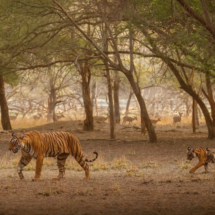 8 Reasons to Visit the Sundarbans During the Durga Puja Vacation 