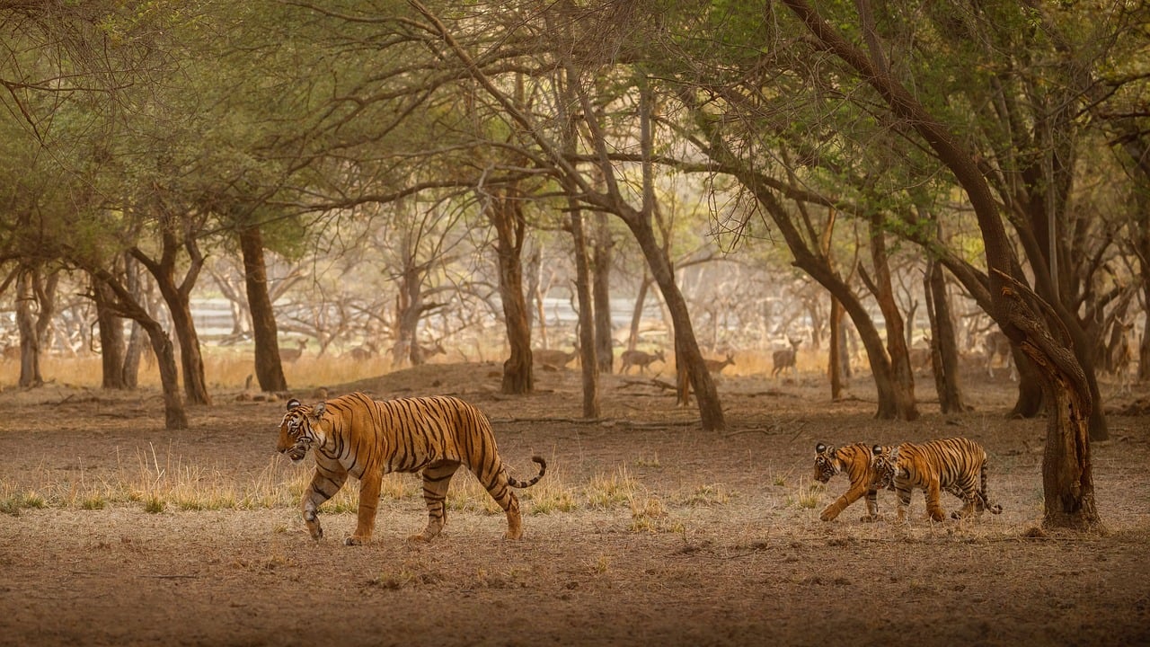 8 Reasons to Visit the Sundarbans During the Durga Puja Vacation 