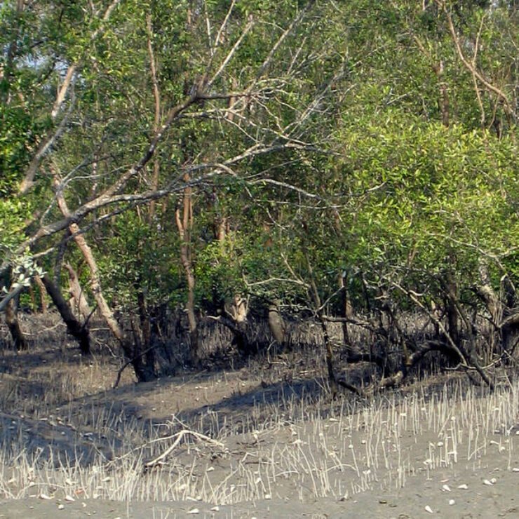 21 Unknown Facts about The Sundarban Forest You Must Know