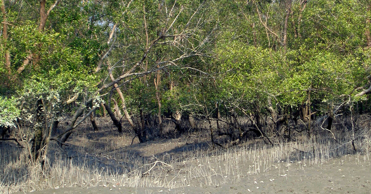 21 Unknown Facts about The Sundarban Forest You Must Know