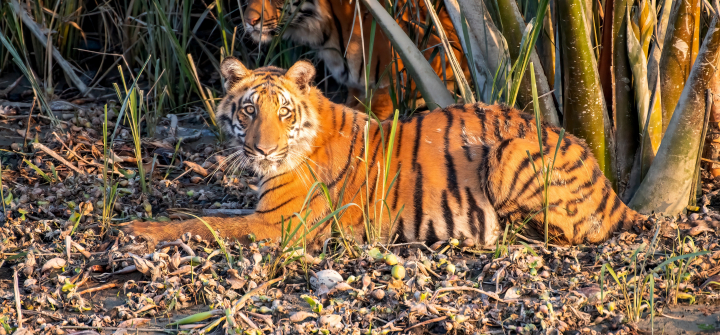 Exploring the Cultural Heritage of the Sundarbans