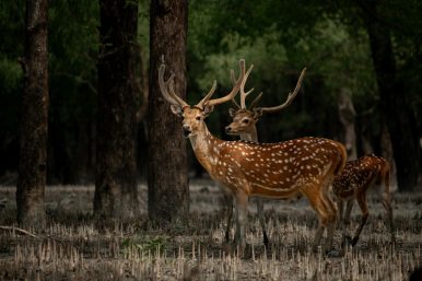 7 Top Places to Visit in the Sundarbans