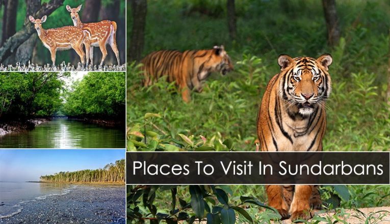 7 Top Places to Visit in the Sundarbans 