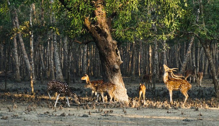 Exploring the Natural Beauty of Sundarban 