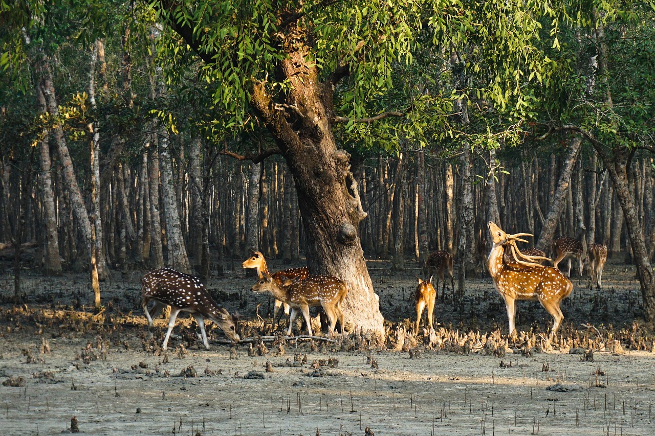 Exploring the Natural Beauty of Sundarban 