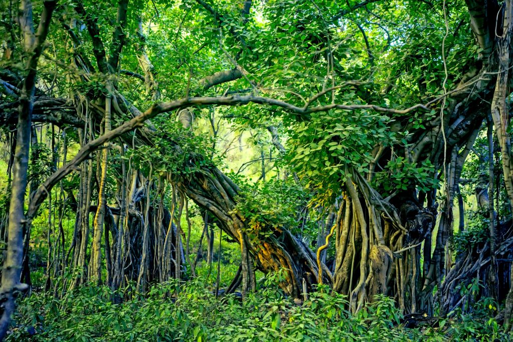 Golpatar Jungle
