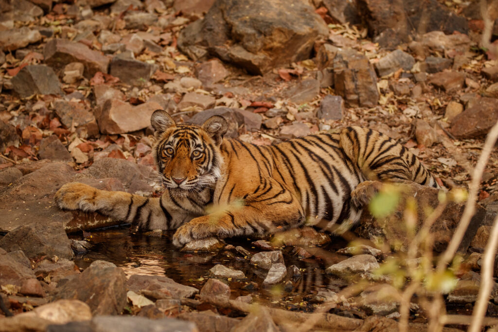Bengal tiger in the nature