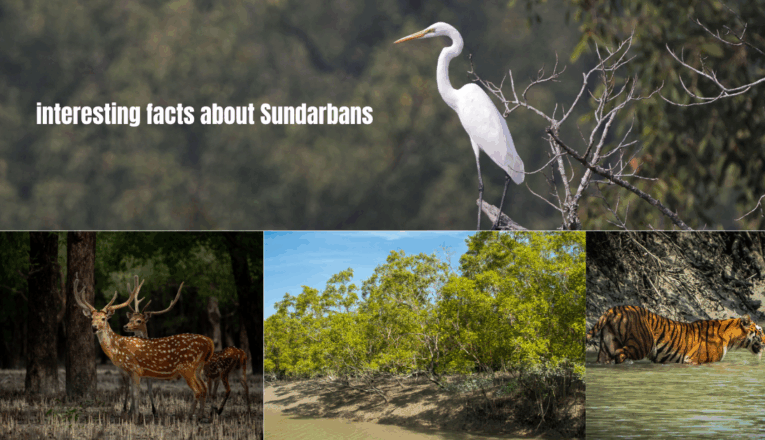 Top 10 interesting facts about Sundarbans