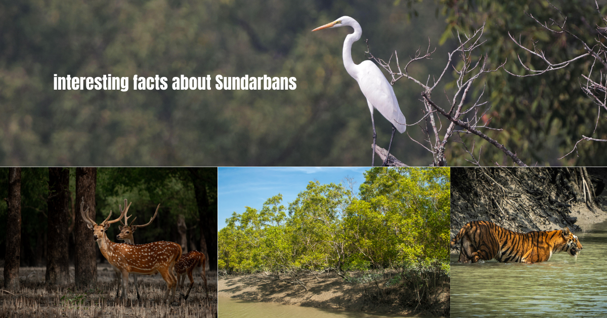 Top 10 interesting facts about Sundarbans