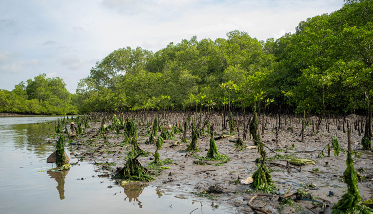 Top 6 Reasons to Visit Sundarbans with Your Family or Group