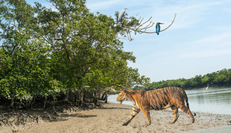 Why Is Winter the Best Season for a Sundarbans Trip?