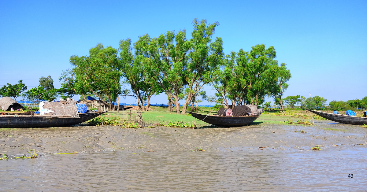 Mangrove in sundarban