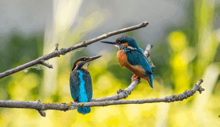 What is the best time for birdwatching in the Sundarbans