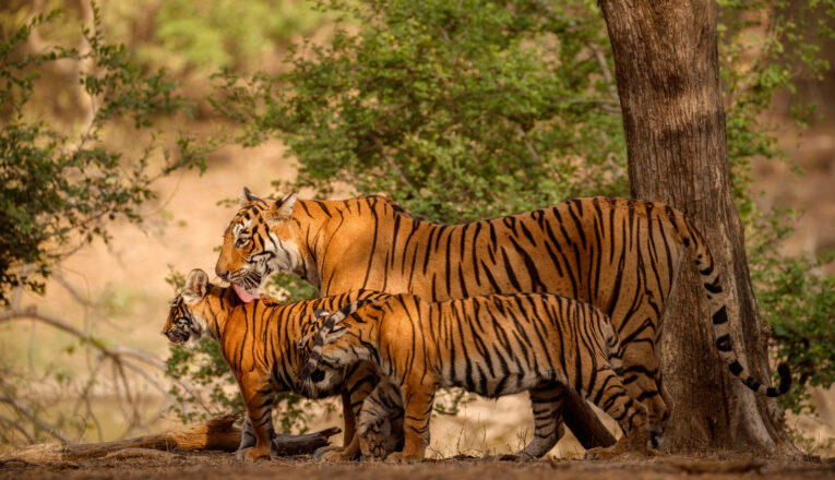 Best Time to See Royal Bengal Tigers in Sundarbans