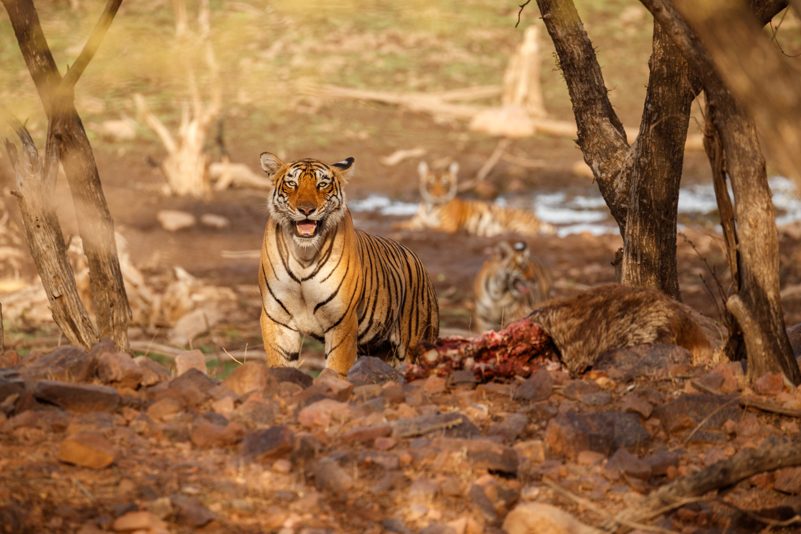 Tiger in the nature habitat. Tiger male walking head on composition