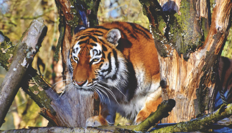 How Much Does a Sundarban Trip Actually Cost?