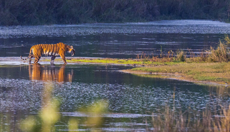 All You Need to Know About the Sundarbans National Park