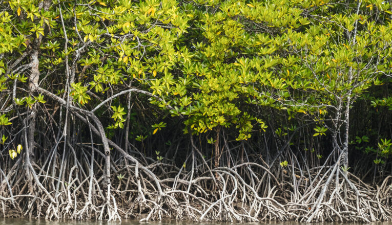 10 Amazing Facts of Mangrove Tree