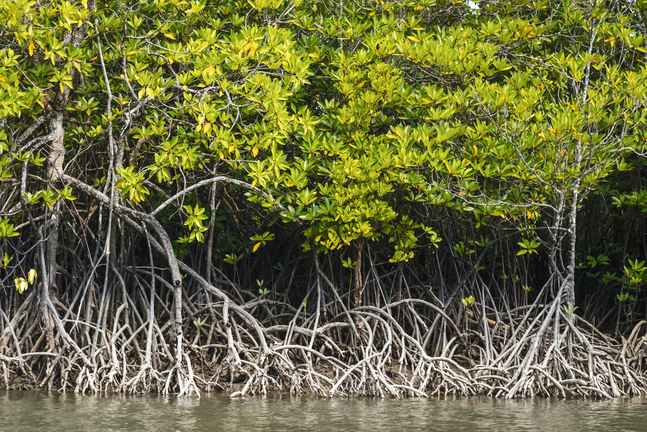 10 Amazing Facts of Mangrove Tree